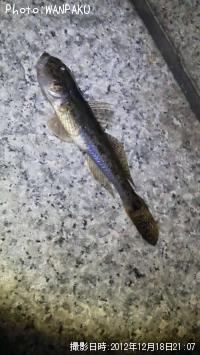 ハゼ