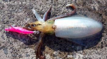 アオリイカ
