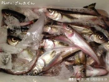 ハタハタ