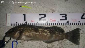 アイナメ