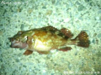 カサゴ