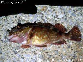 カサゴ