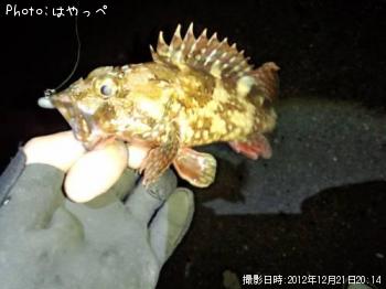 カサゴ