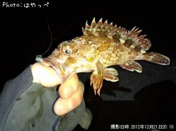 カサゴ