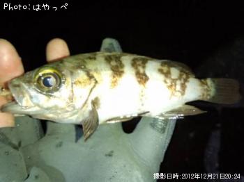 カサゴ