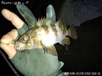 カサゴ