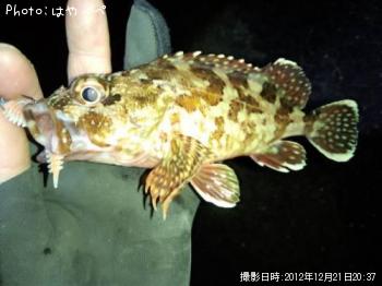 カサゴ
