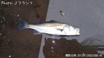 シーバス