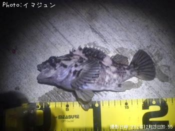 饽