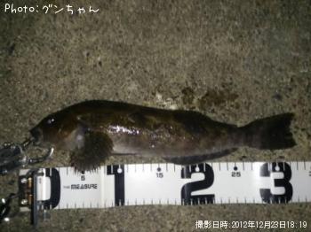 アイナメ