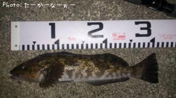 アイナメ
