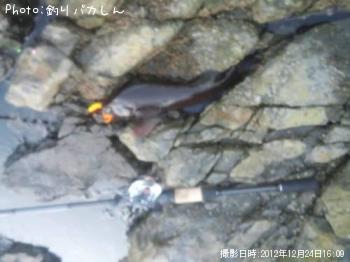 アイナメ