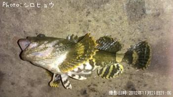 ボッケ