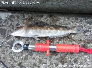 アイナメ
