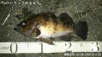 メバル