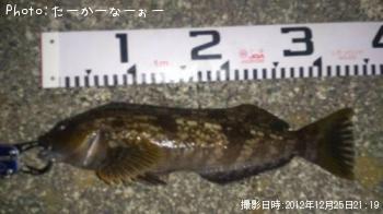 アイナメ