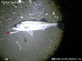 シーバス