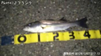 シーバス