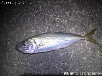 アジ