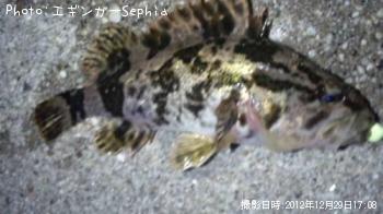 タケノコメバル