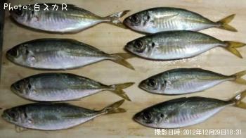 アジ