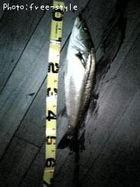 ＳｅａＢａｓｓ