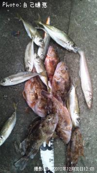 アジ　キス　カサゴ