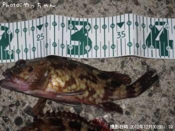 ガシラ