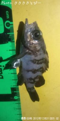 メバル