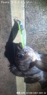メバル