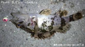 タケノコメバル