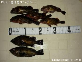 メバル・カサゴ
