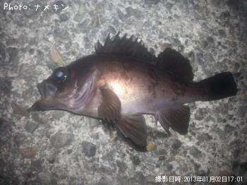 めばる