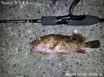 ガシラ
