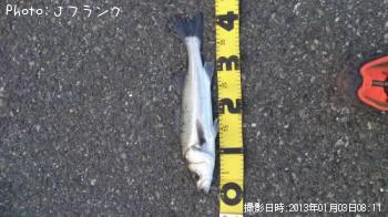 シーバス