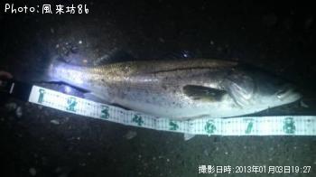シーバス