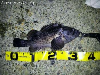 クロソイ