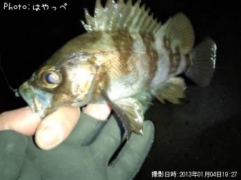 メバル