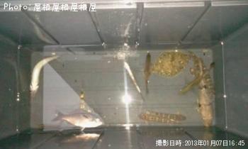 メゴチ、タナゴ、ギンポ、ハゼ