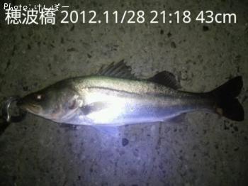 シーバス