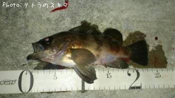 メバル