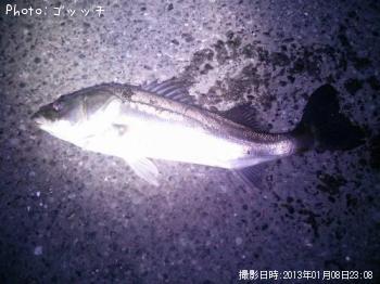 シーバス