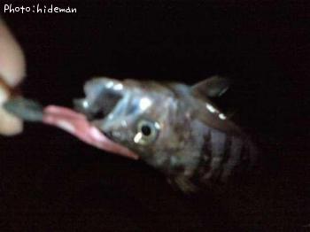 メバル