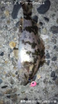 タケノコメバル