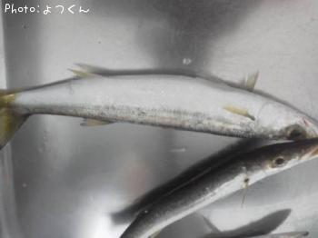 カマス