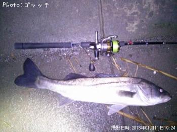 シーバス