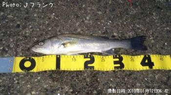 シーバス