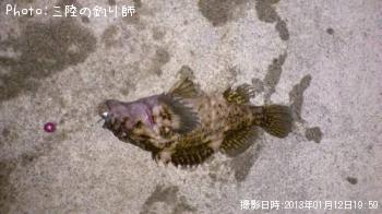 ムラソイ
