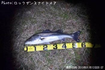 シーバス