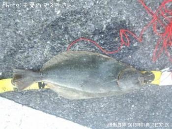 ヒラメ